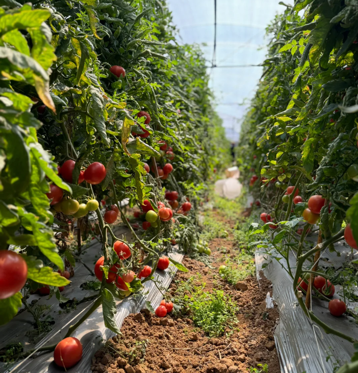 🌱 Vysoce kvalitné paradajkové semená – vysokourodné odrody, ideálne pre domáce pestovanie! 🍅✨