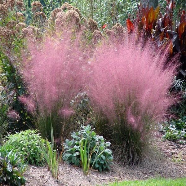 Muhlenbergia capillaris