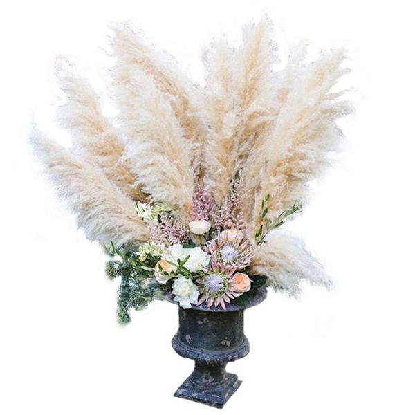 Muhlenbergia capillaris