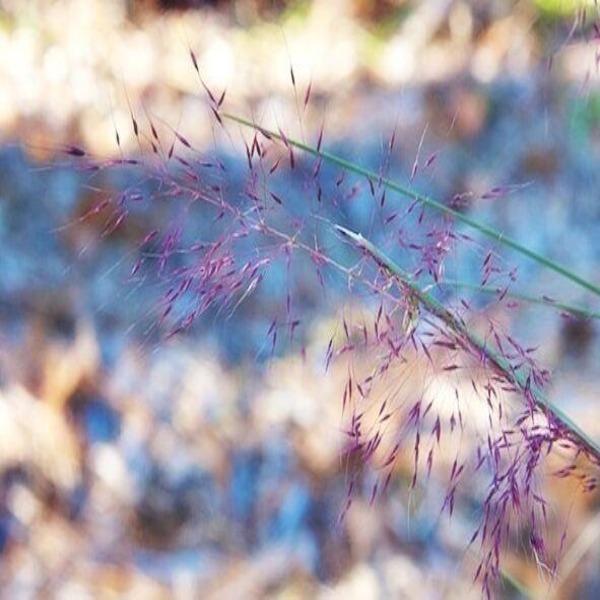 Muhlenbergia capillaris