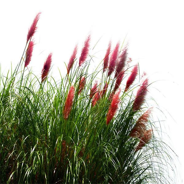 Muhlenbergia capillaris