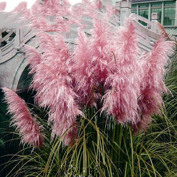 Muhlenbergia capillaris