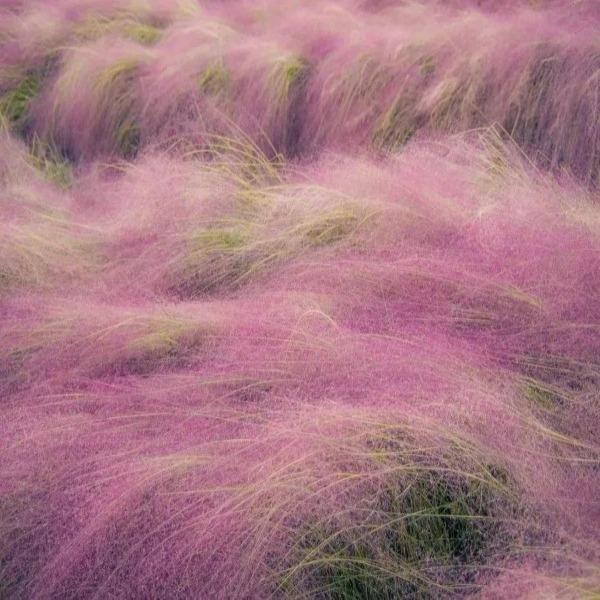 Muhlenbergia capillaris
