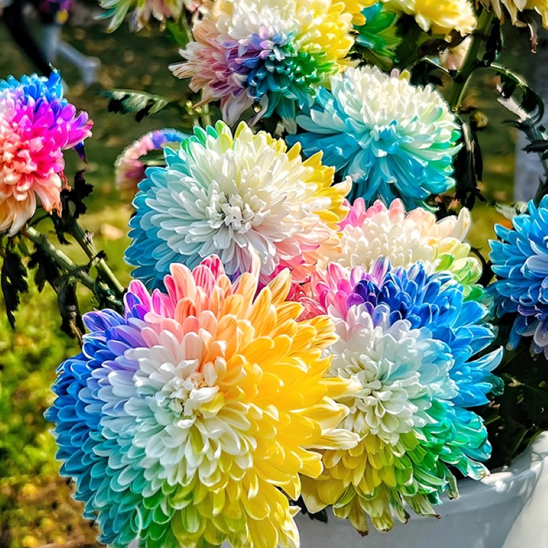 🌈 Редки и красиви семена от дъгова хризантема 💐