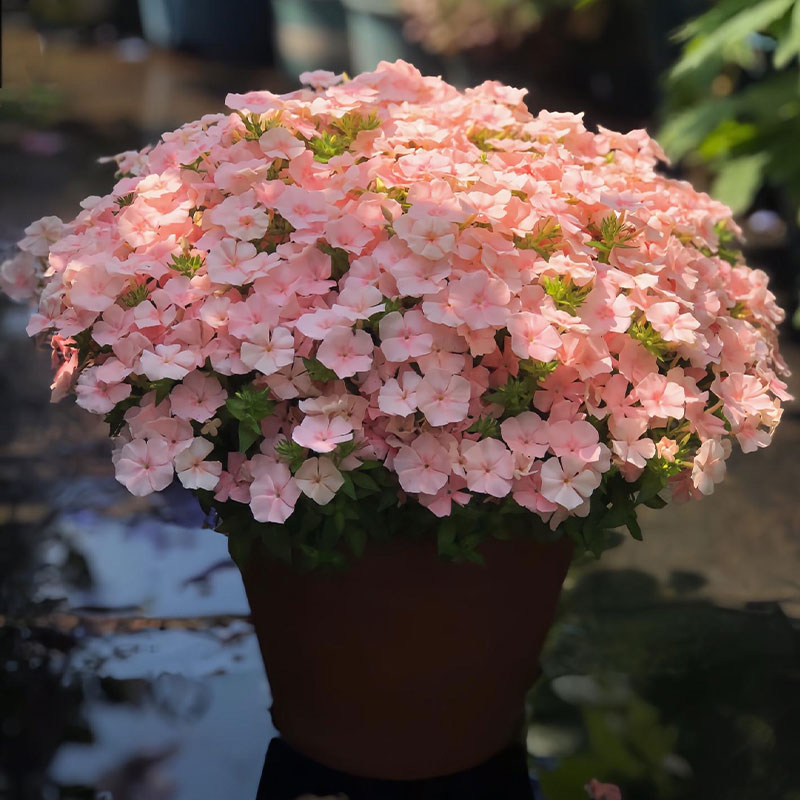 Salmon Pink Phlox Seeds