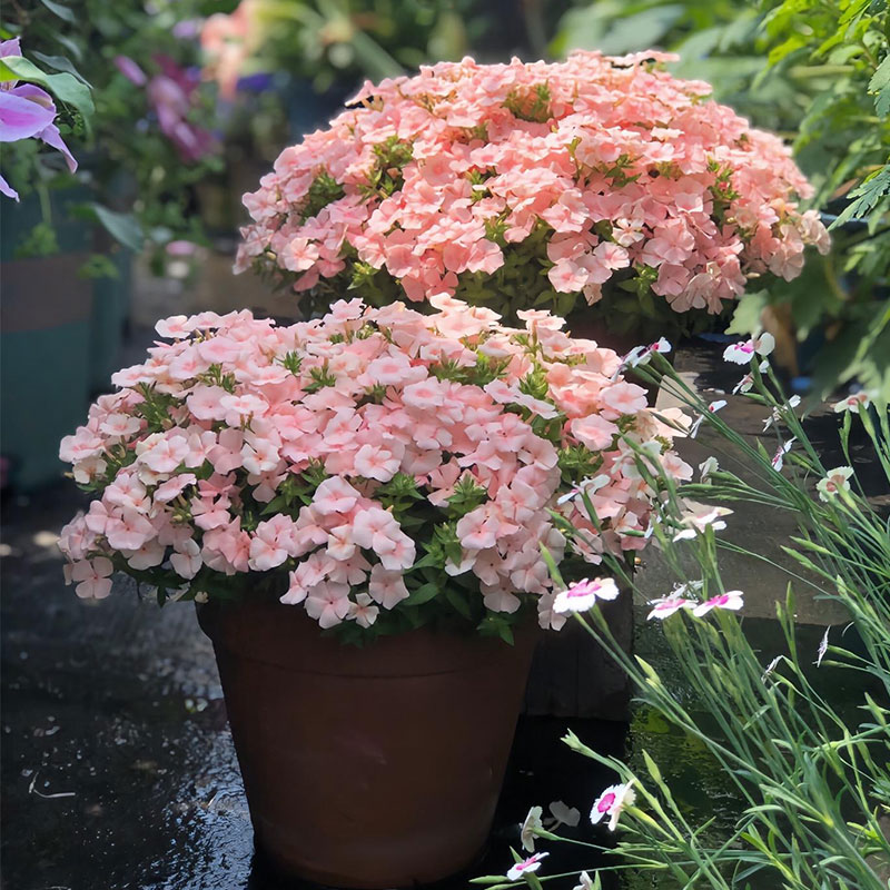Salmon Pink Phlox Seeds