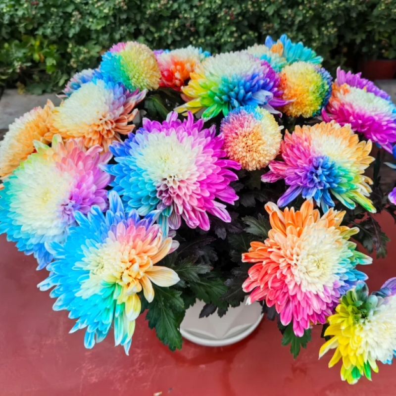 🌈 Редки и красиви семена от дъгова хризантема 💐