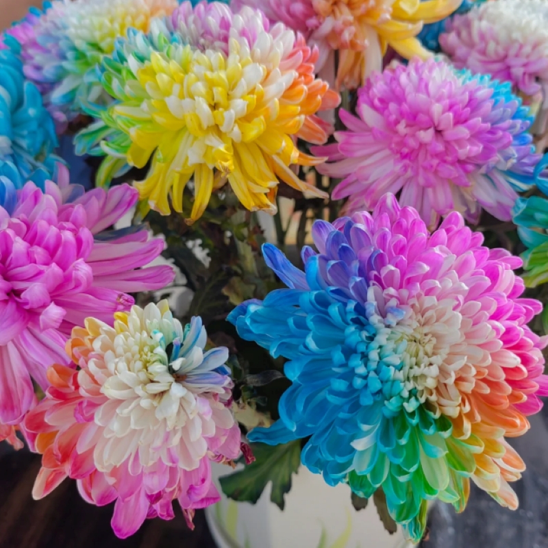 🌈 Редки и красиви семена от дъгова хризантема 💐