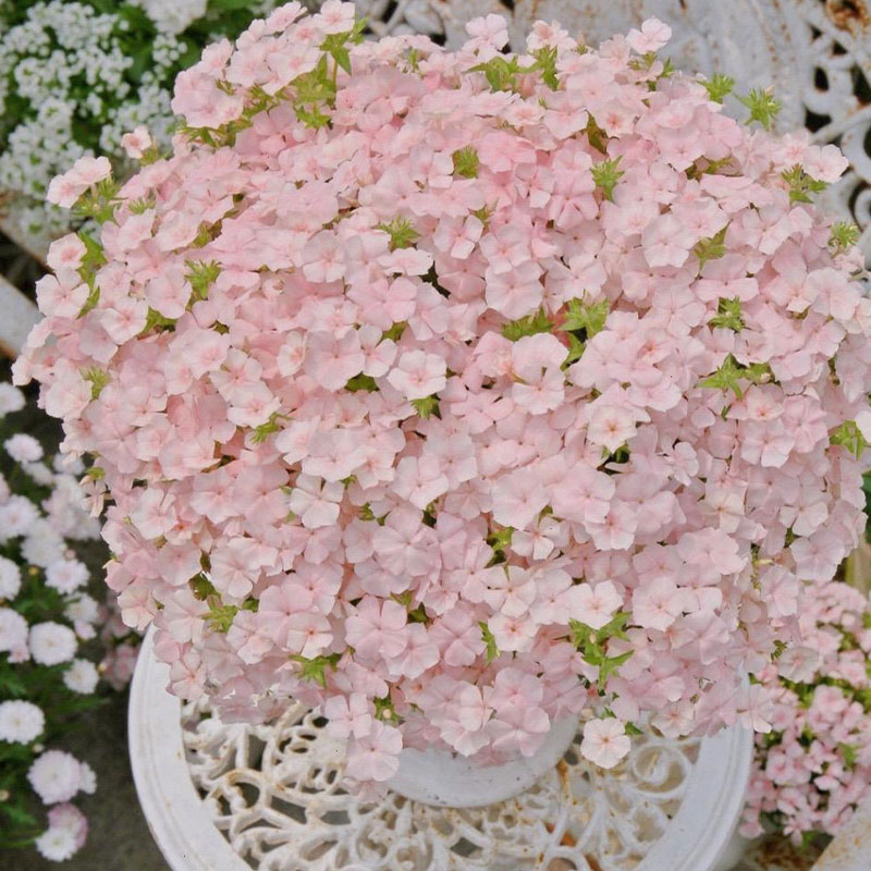 Salmon Pink Phlox Seeds