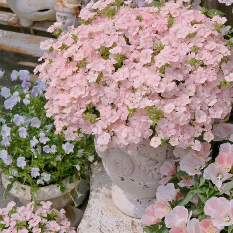 Salmon Pink Phlox Seeds