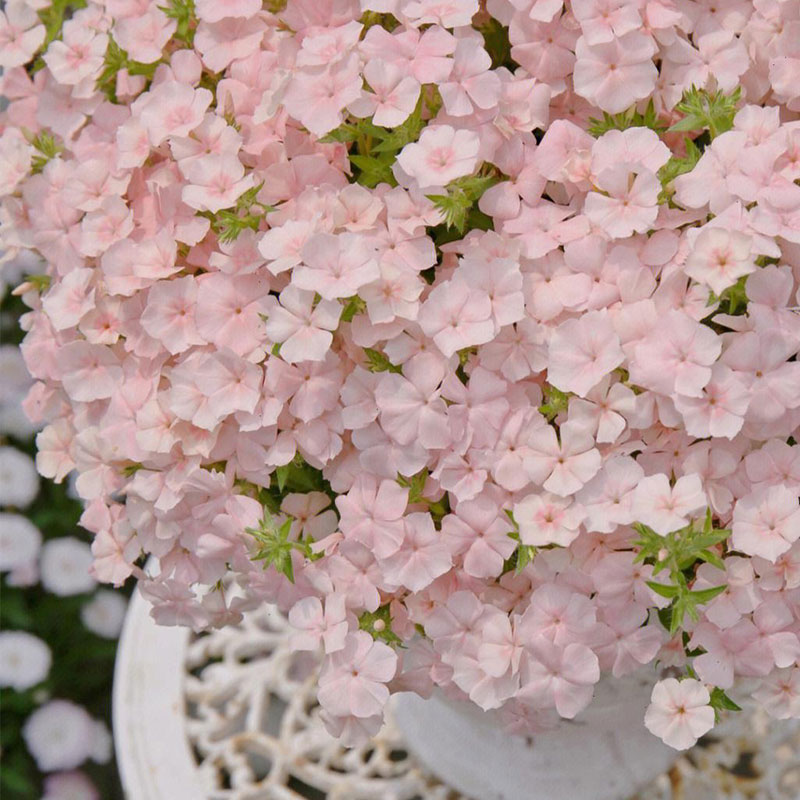 Salmon Pink Phlox Seeds