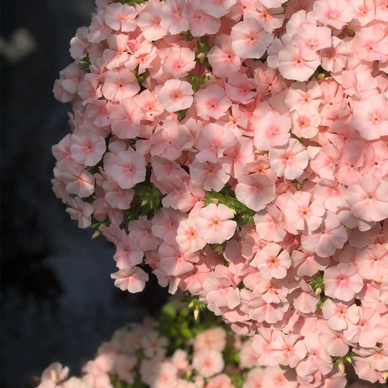 Salmon Pink Phlox Seeds