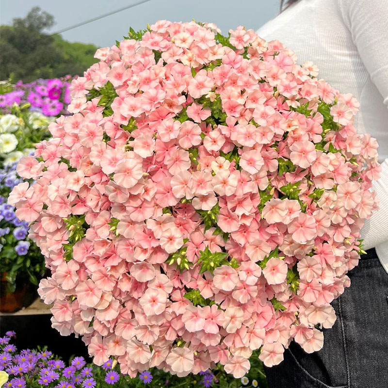 Salmon Pink Phlox Seeds