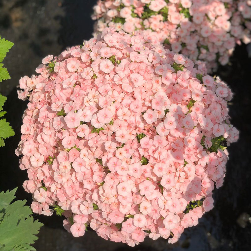 Salmon Pink Phlox Seeds
