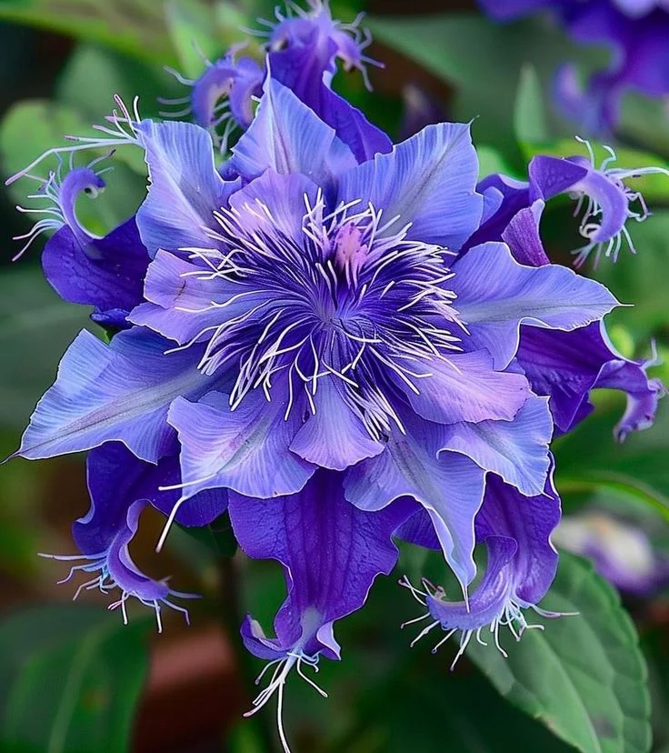 🌺 Красиви семена от пасифлора 🌿