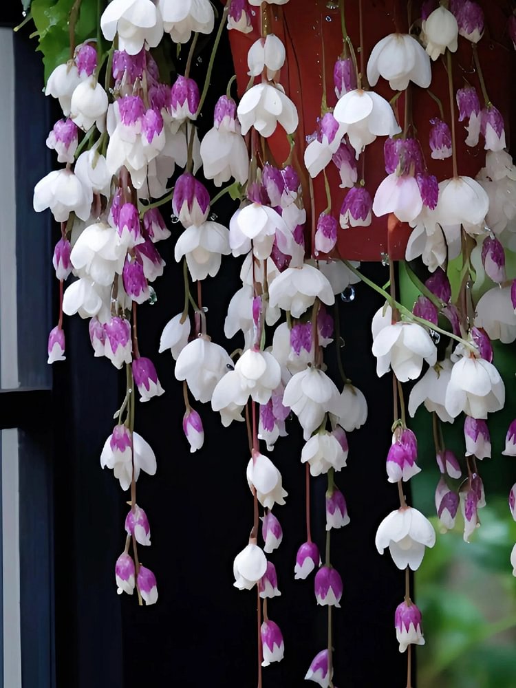 Weeping Begonia – A Cascading Floral Beauty 🌸✨