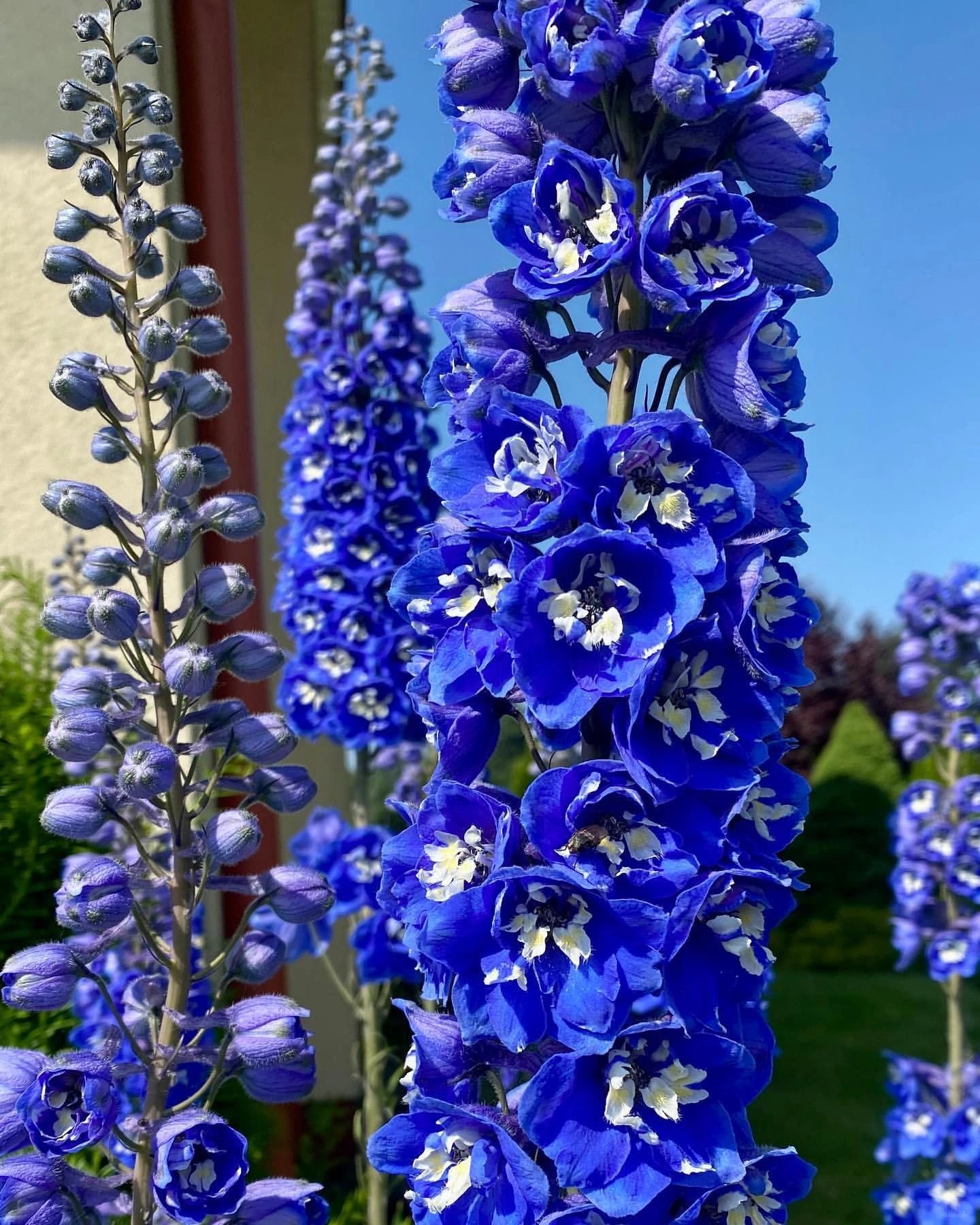 🔥Last Day Sale - 49% OFF🌺Delphinium Seeds-Mixed 5 Colors