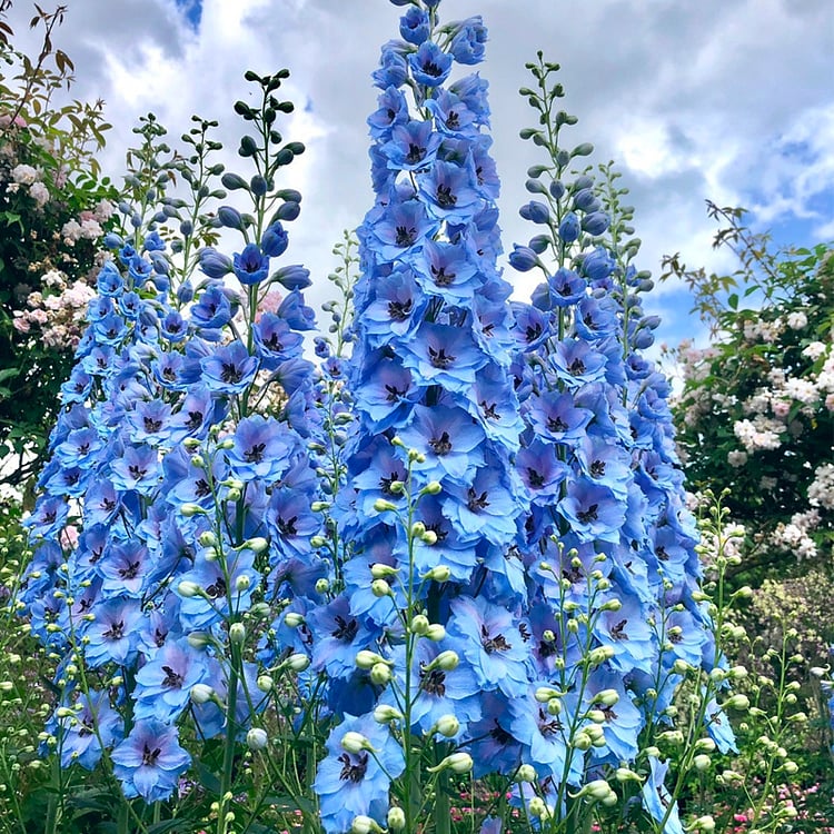 🔥Last Day Sale - 49% OFF🌺Delphinium Seeds-Mixed 5 Colors