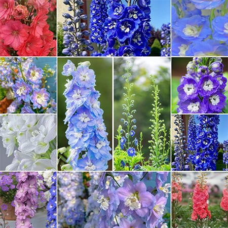 🔥Last Day Sale - 49% OFF🌺Delphinium Seeds-Mixed 5 Colors