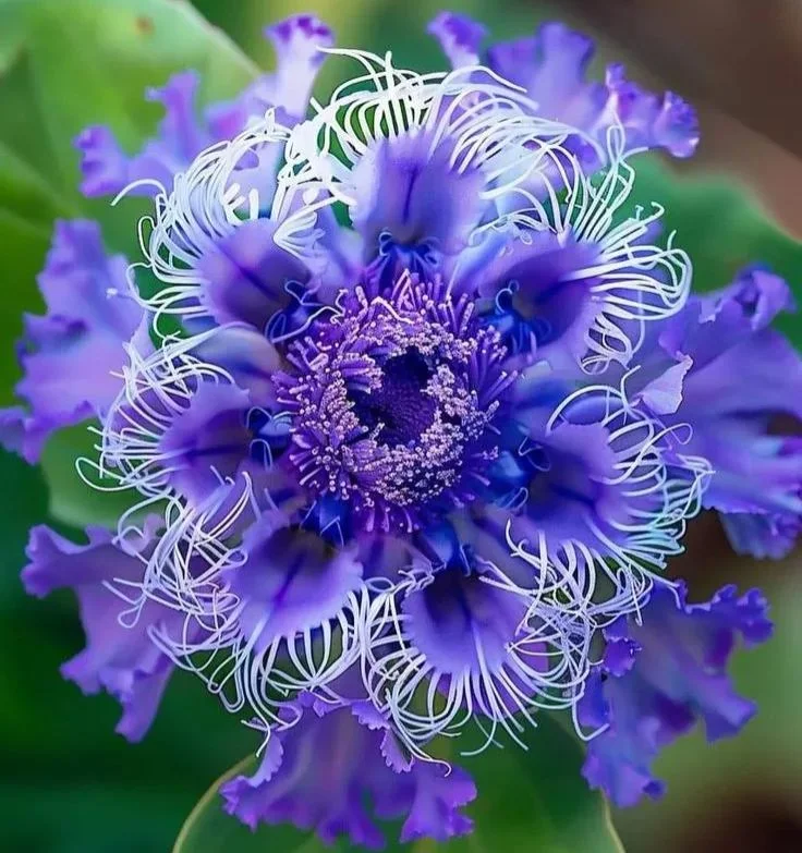 🌺 Красиви семена от пасифлора 🌿