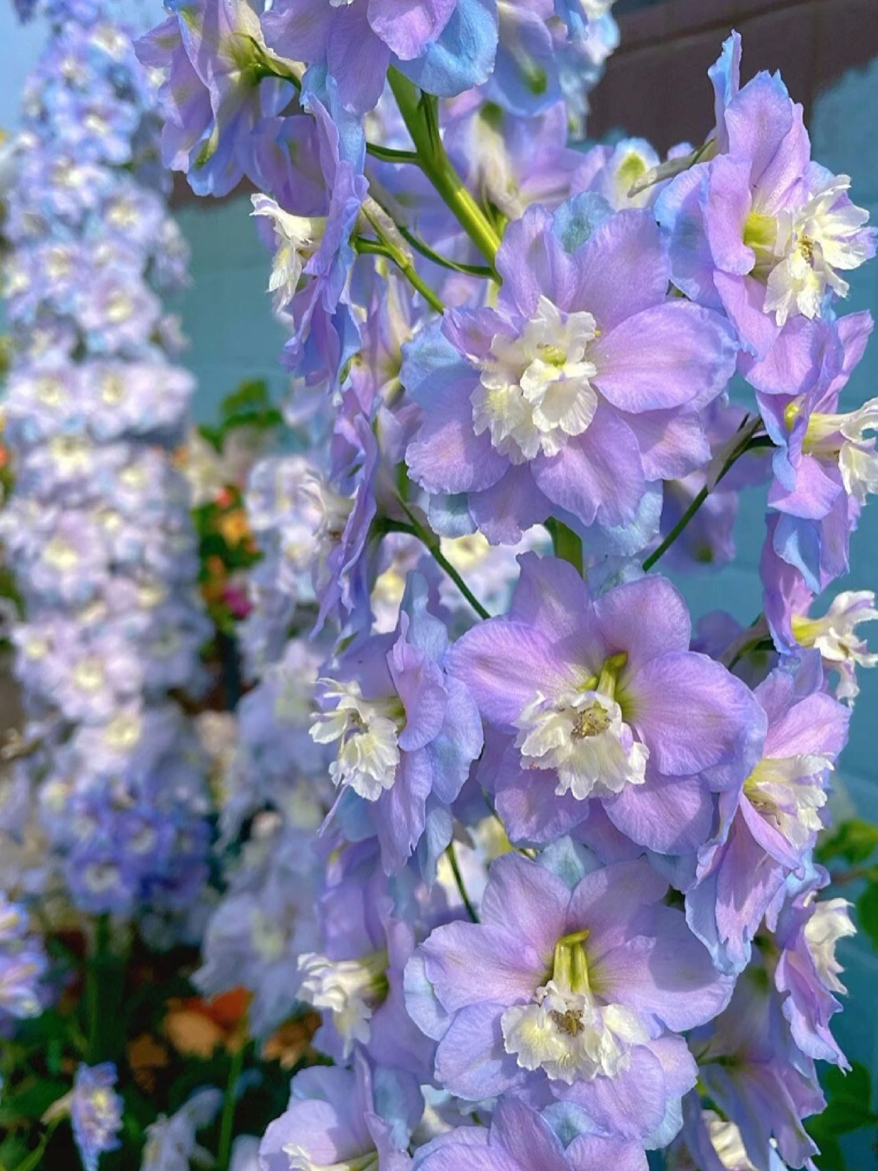 🔥Last Day Sale - 49% OFF🌺Delphinium Seeds-Mixed 5 Colors