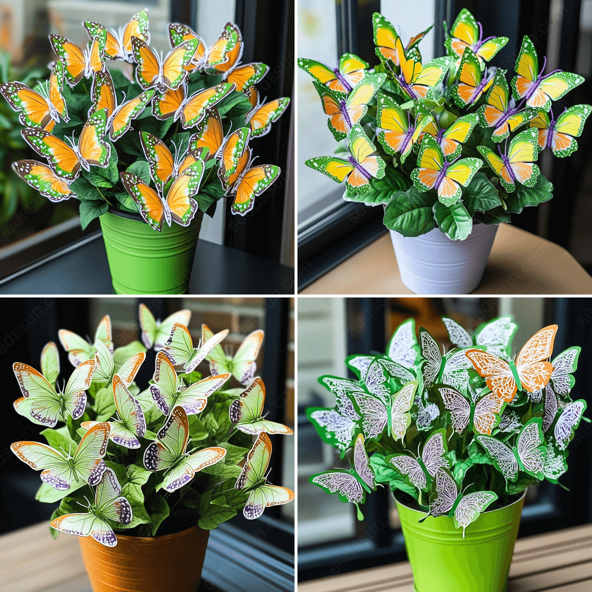 Colored Begonia Seeds