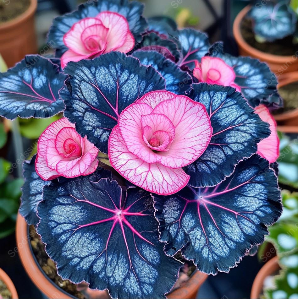 🌸Декоративнолистна бегония (Рекс бегония)