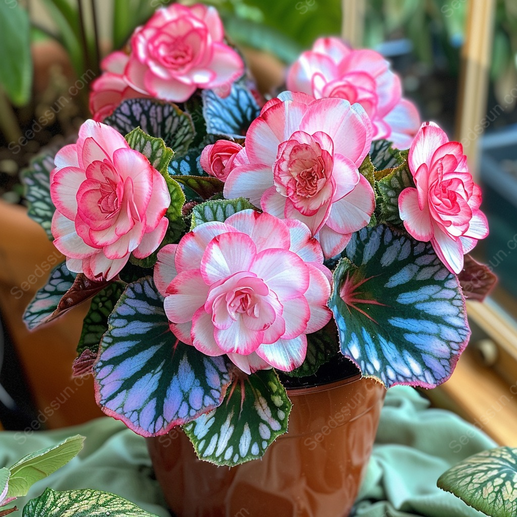 🌸Декоративнолистна бегония (Рекс бегония)