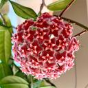 Червена слива