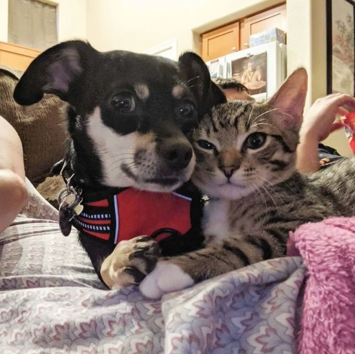 домашен любимец🐾