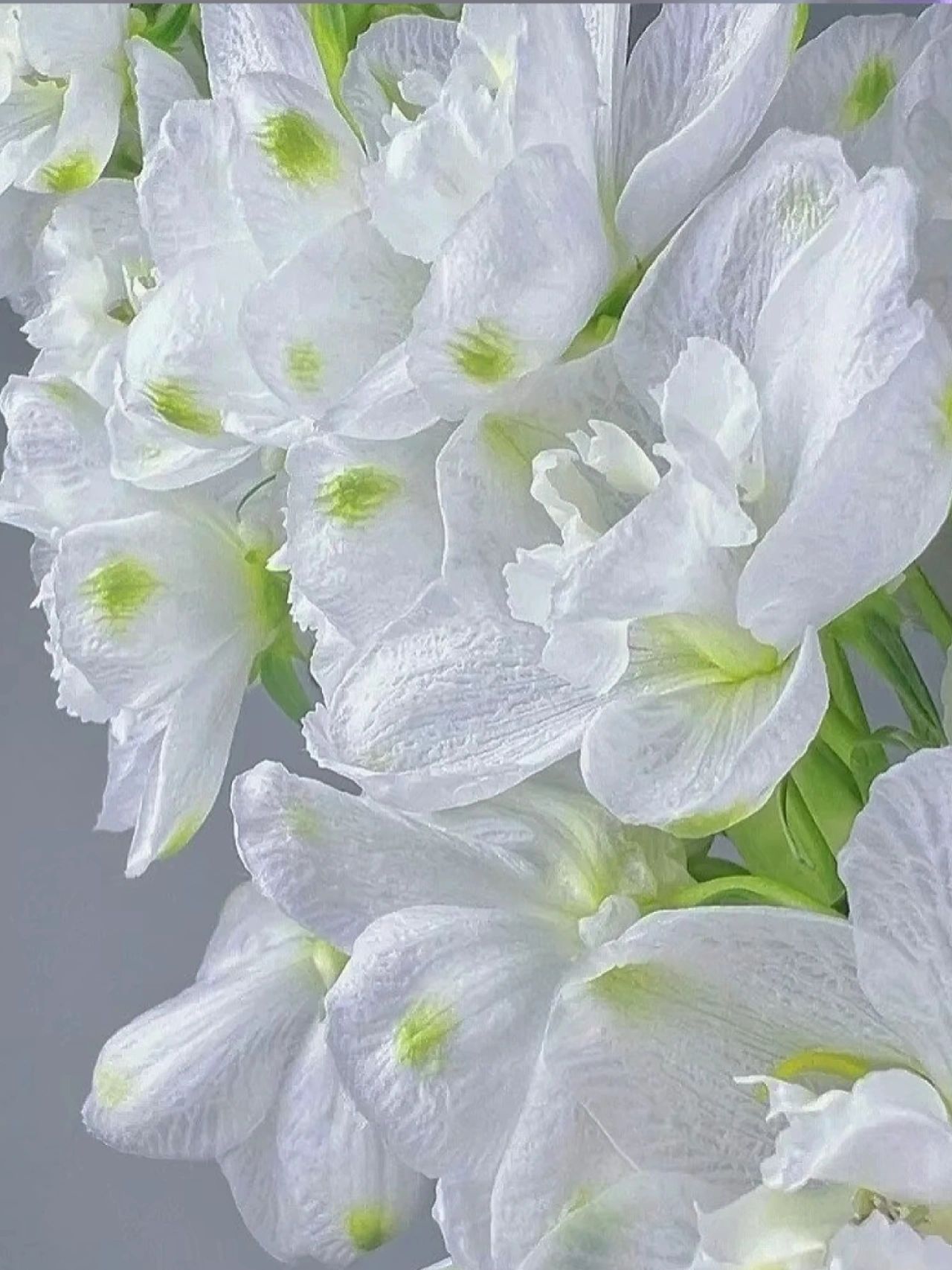 🔥Last Day Sale - 49% OFF🌺Delphinium Seeds-Mixed 5 Colors