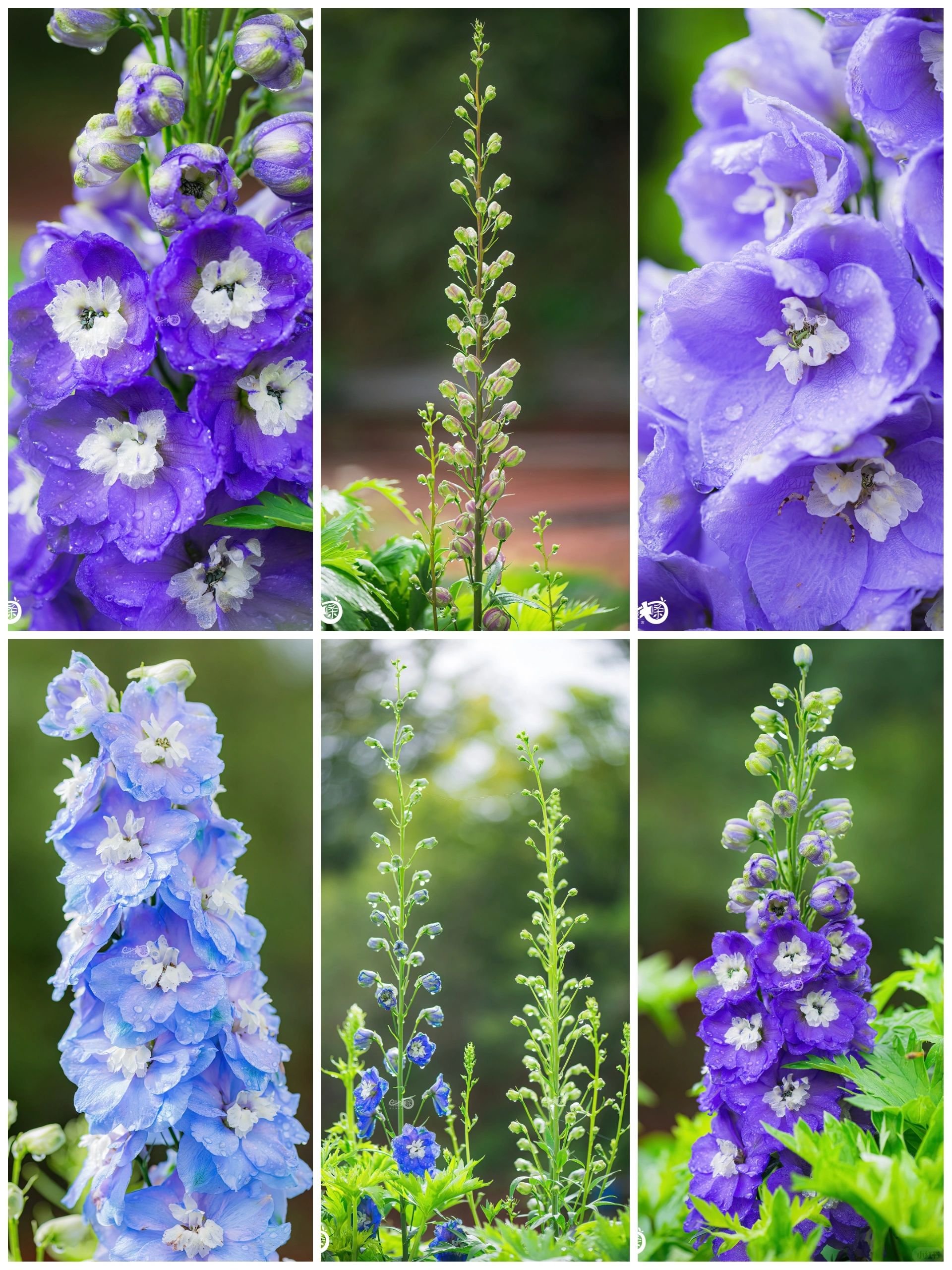 🔥Last Day Sale - 49% OFF🌺Delphinium Seeds-Mixed 5 Colors