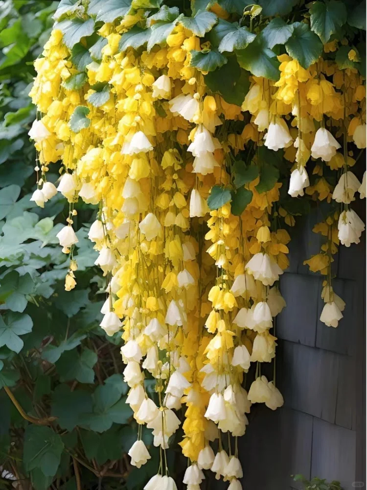 Weeping Begonia – A Cascading Floral Beauty 🌸✨