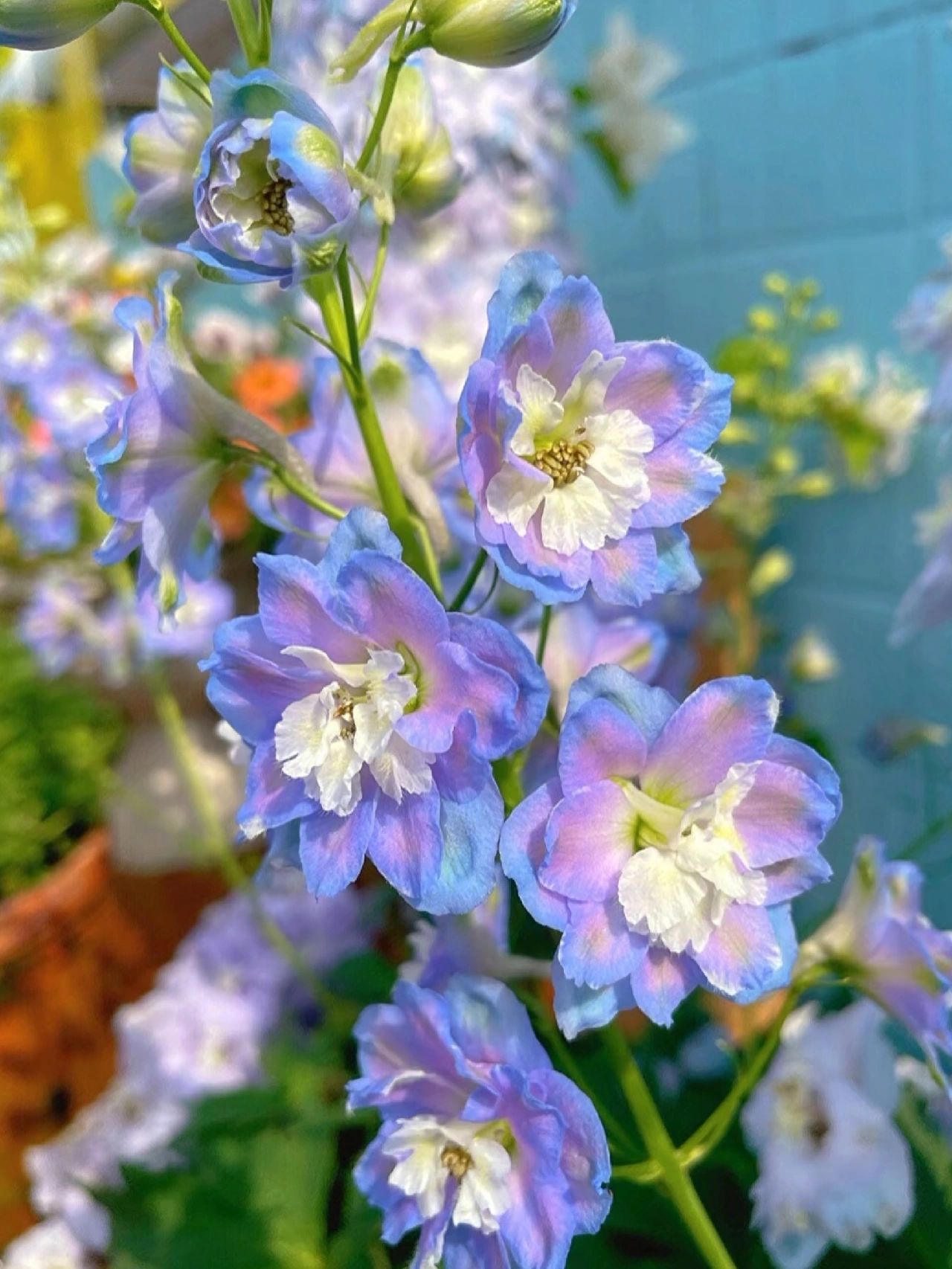 🔥Last Day Sale - 49% OFF🌺Delphinium Seeds-Mixed 5 Colors