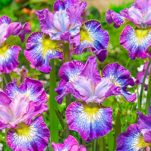 Разсадници Spring Hill Like Bold Siberian Irises, спящи многогодишни растения с голи корени и многоцветни цветове (опаковка от 3) 70988 - The Home Depot