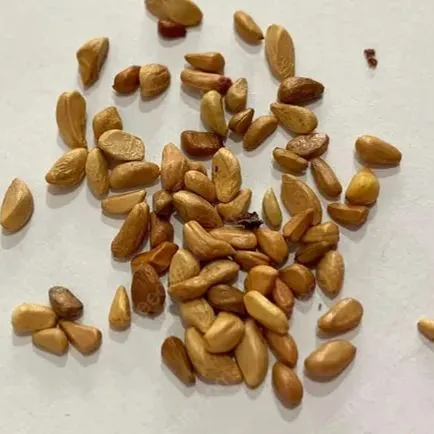 💗Рядка двуцветна черно-бяла роза