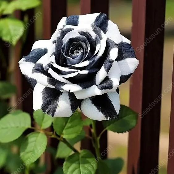 💗Рядка двуцветна черно-бяла роза