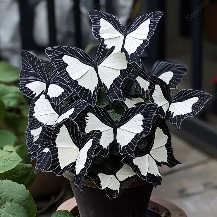Moonlight Butterfly Begonia Seeds