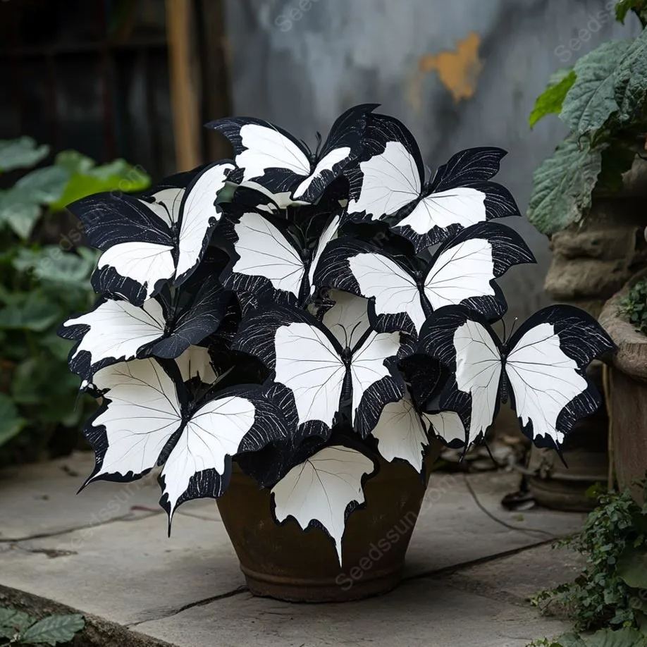 Moonlight Butterfly Begonia Seeds