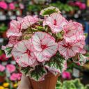 🌸 Мона Лиза – розово