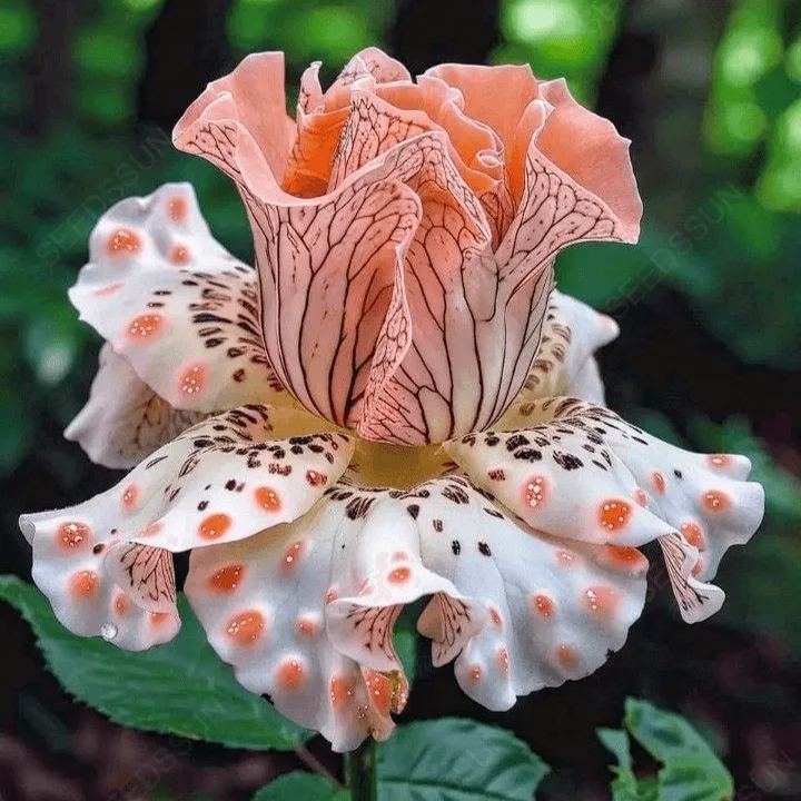 Enchanted Coral Lace Rose Seeds