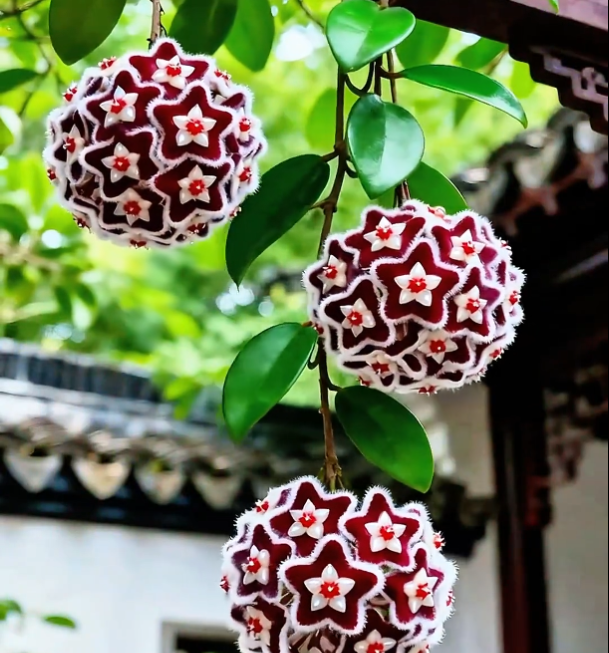 ✨Hoya Bulbs- Stars falling from the sky✨