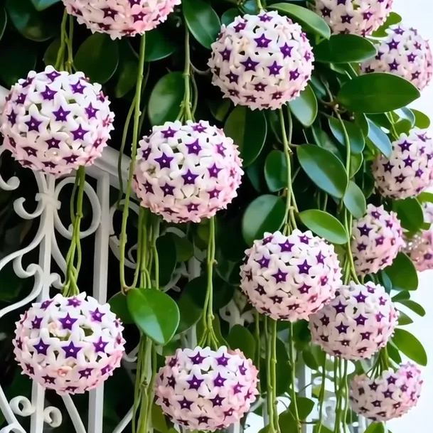 ✨Hoya Bulbs- Stars falling from the sky✨