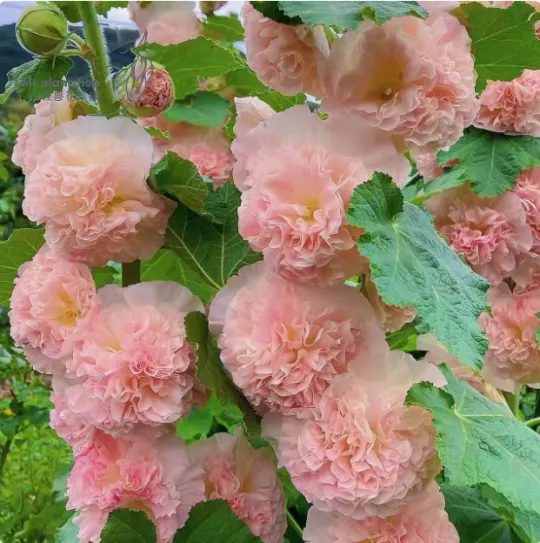 💐Hollyhocks Seeds | The "Vertical Peony" for Your Garden