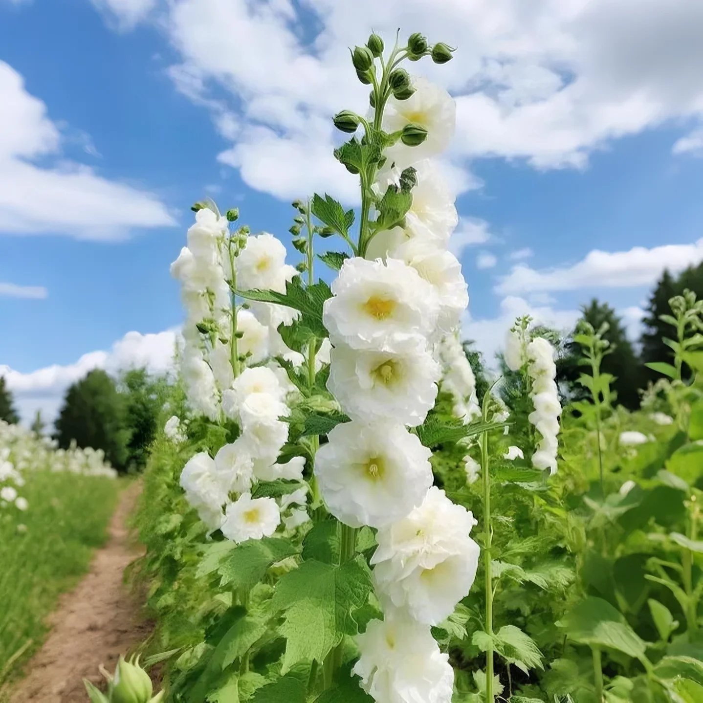 💐Hollyhocks Seeds | The "Vertical Peony" for Your Garden