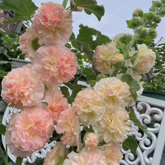 💐Hollyhocks Seeds | The "Vertical Peony" for Your Garden