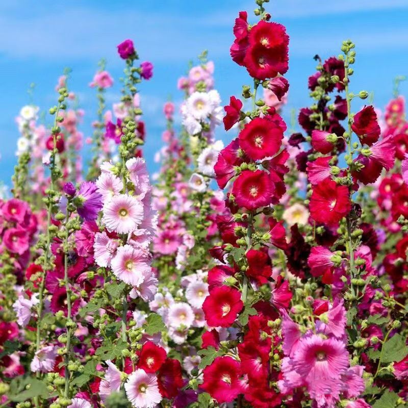 💐Hollyhocks Seeds | The "Vertical Peony" for Your Garden