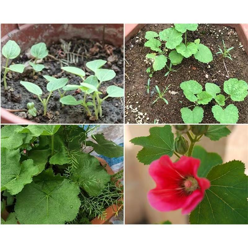 Planting Hollyhocks