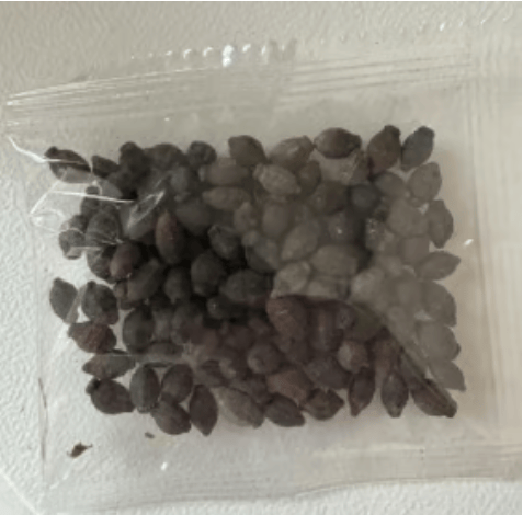 🏆 TÖBB MINT 75 000 ELADOTT! 🌿❄️ Éjféli illatú jázmin magok – Téli ültetés, évelő színek és illatos kerti elegancia 🌸 (Csak magok, cserép nélkül)