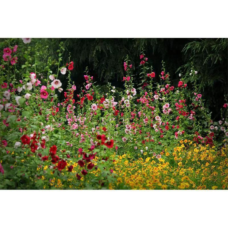 Tall Hollyhocks in Garden